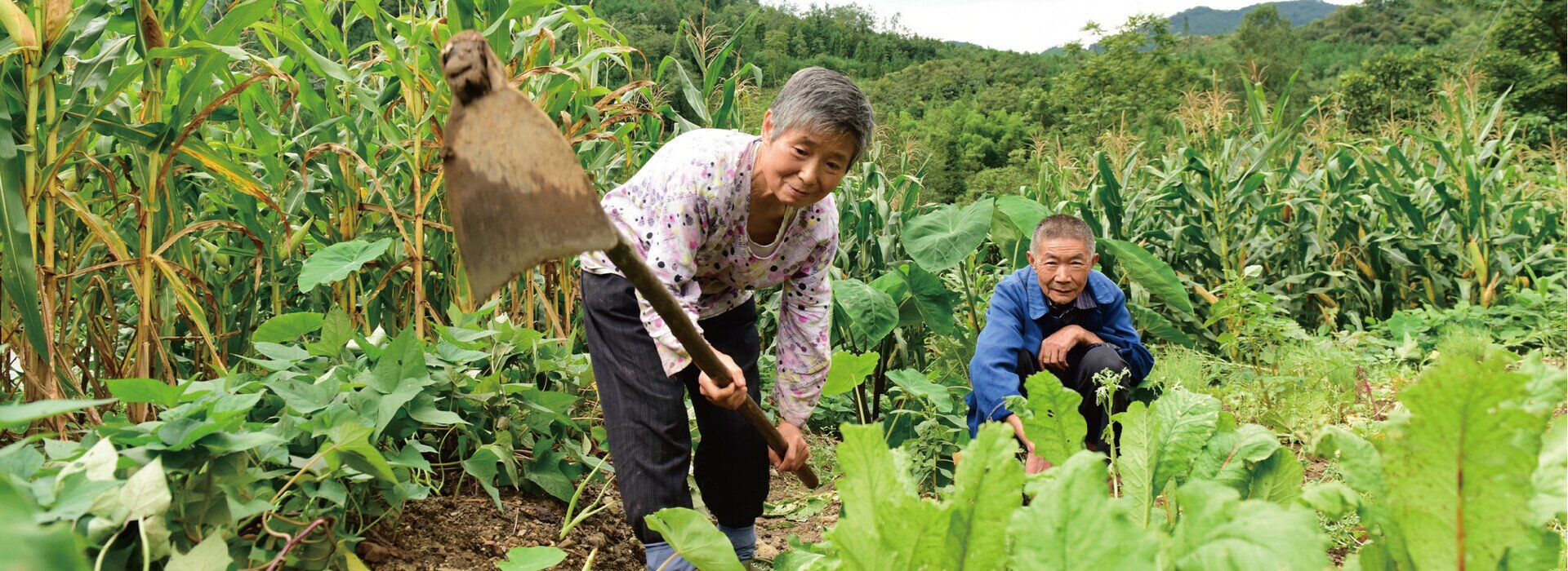 农村发展与灾害管理