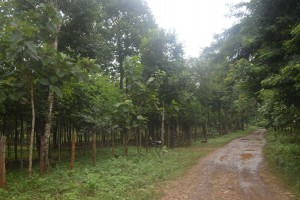 橡膠種植園遍佈緬甸北部
