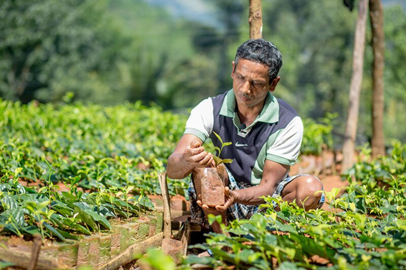斯里兰卡小农种植有机茶苗发放给其他农民,并提供培训,改善了整个社区村民的生计。