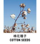 Cotton Seeds