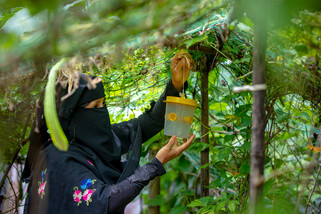 Noor Bahar looks ahead while picking vegetables from her hanging garden. (Jubair Bin Iqbal/Oxfam)