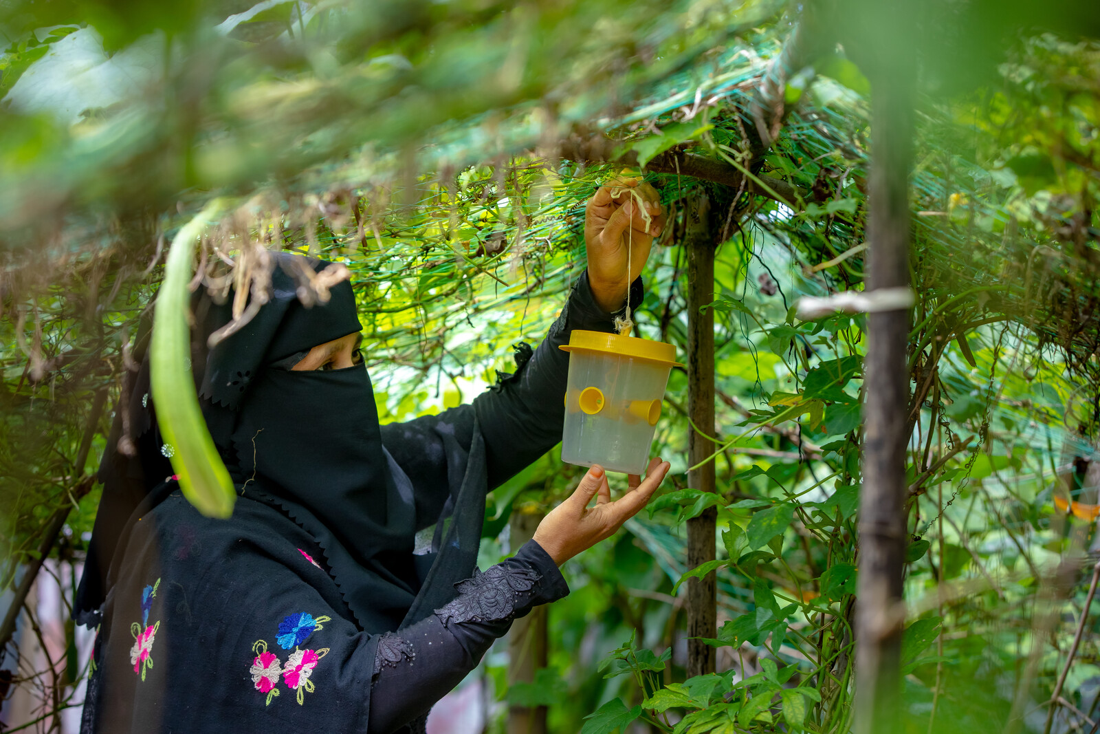 Noor Bahar looks ahead while picking vegetables from her hanging garden. (Jubair Bin Iqbal/Oxfam)
