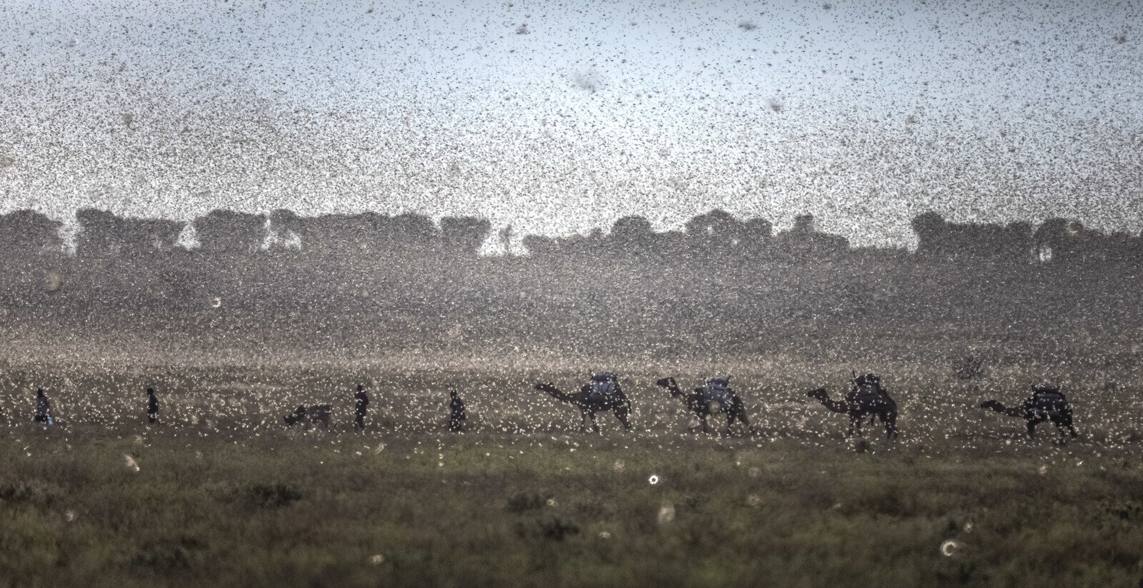 A herd of camels walking through a locusts swarm near Jijiga town in Somali region, Ethiopia. (Photo: Petterik Wiggers / Oxfam)