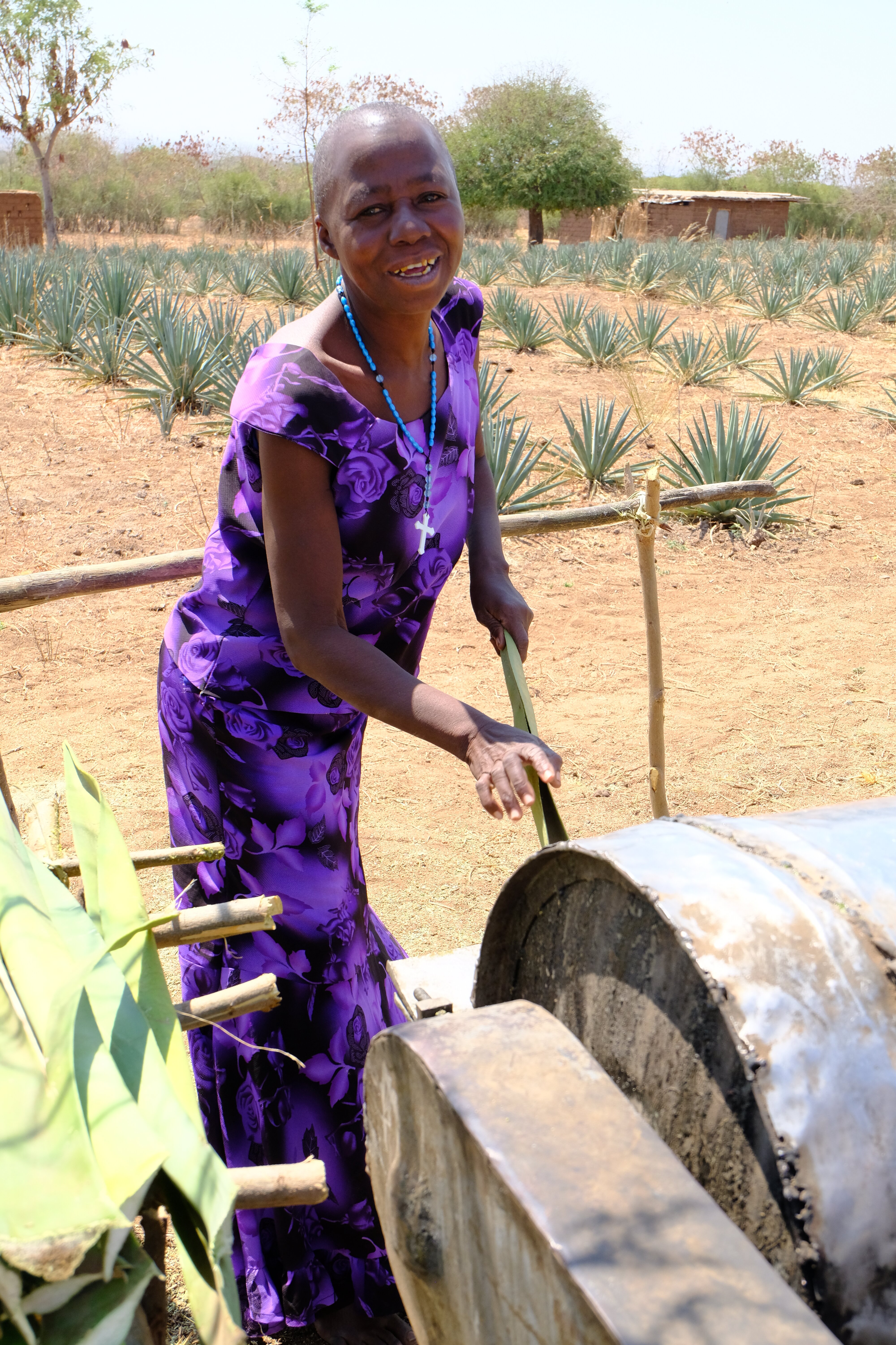 The plant that’s changing small farmers’ lives