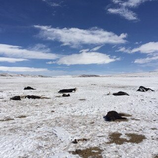 2019 青海玉树雪灾